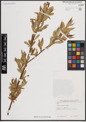 Foto von Salix excelsa S. G. Gmel.